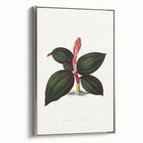 Romanticism Art - Ancectochilus Rubro-Venia - Classic Botanical Print