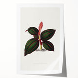 Romanticism Art - Ancectochilus Rubro-Venia - Classic Botanical Print