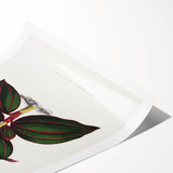 Romanticism Art - Ancectochilus Rubro-Venia - Classic Botanical Print