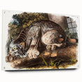 Romanticism Art: "Canada Lynx" by John Woodhouse Audubon
