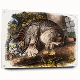 Romanticism Art: "Canada Lynx" by John Woodhouse Audubon