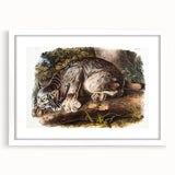 Romanticism Art: "Canada Lynx" by John Woodhouse Audubon