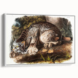 Romanticism Art: "Canada Lynx" by John Woodhouse Audubon