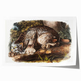 Romanticism Art: "Canada Lynx" by John Woodhouse Audubon