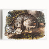 Romanticism Art: "Canada Lynx" by John Woodhouse Audubon