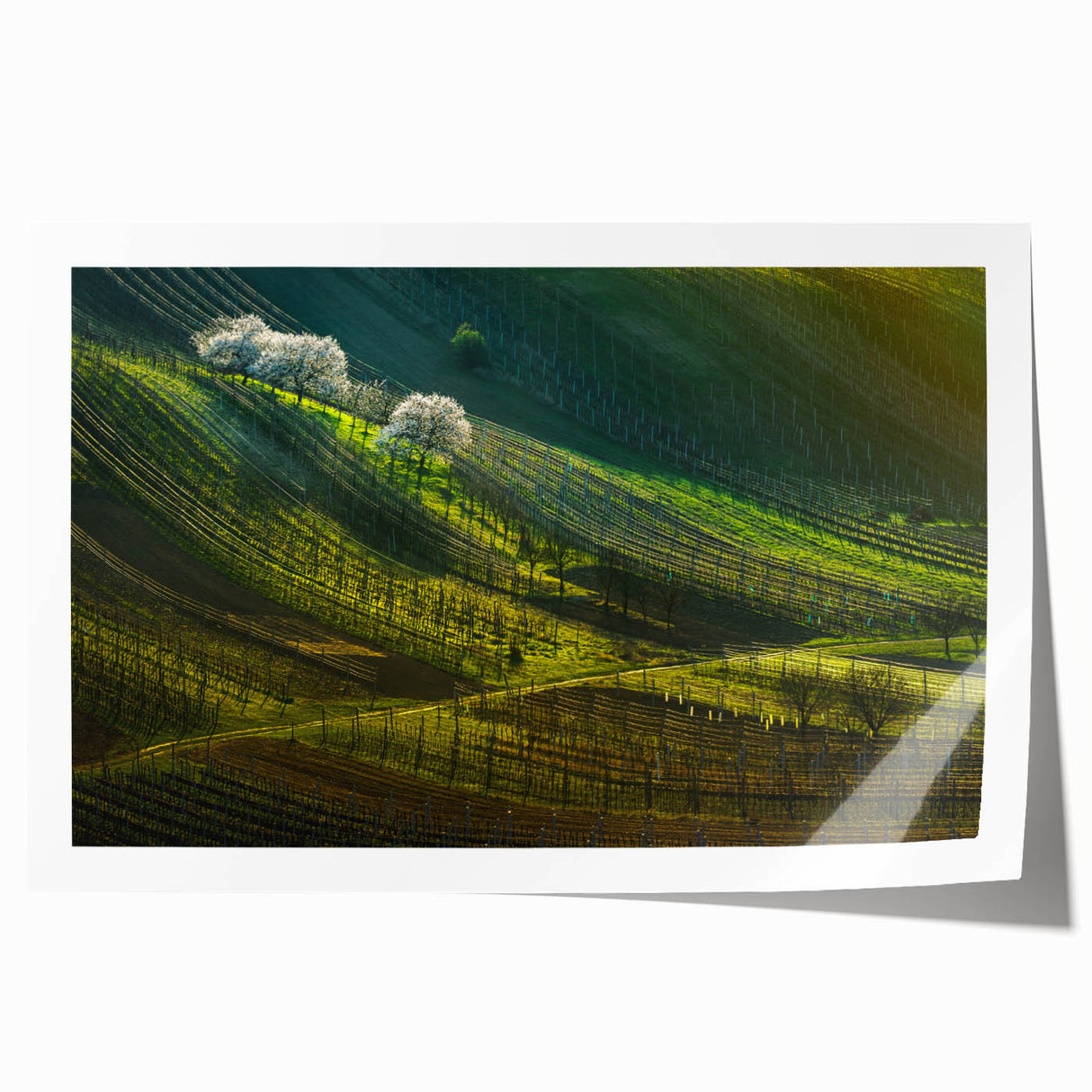 Rolled print of a Czech Republic scenery with lush floral elements in soft green and pink tones.