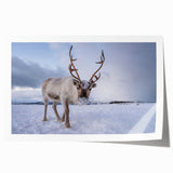 Extra large rolled print of a scenic Finnish landscape with vivid green and blue tones, ideal for dining room wall art.