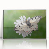 Mid-century modernist art depicting a serene Greek landscape in muted blue and white tones, acrylic print framed in white.