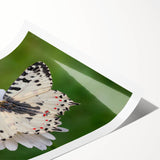 Extra large wall art depicting line art flowers in black on a white background, ideal for large living room decor.