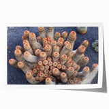 Extra large rolled print of a European scenery with vibrant floral elements, ideal for art wall dining room.