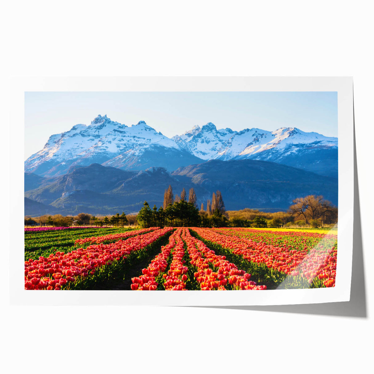 Extra large rolled print of a serene Argentine landscape with soft floral motifs in pastel shades.