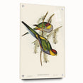Romanticism Art - Red-Capped Parakeet - Classic Ornithological Print