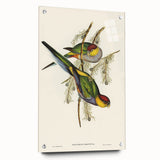 Romanticism Art - Red-Capped Parakeet - Classic Ornithological Print