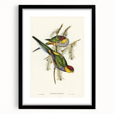 Romanticism Art - Red-Capped Parakeet - Classic Ornithological Print