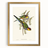 Romanticism Art - Red-Capped Parakeet - Classic Ornithological Print