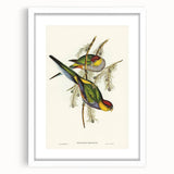 Romanticism Art - Red-Capped Parakeet - Classic Ornithological Print