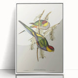 Romanticism Art - Red-Capped Parakeet - Classic Ornithological Print