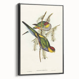 Romanticism Art - Red-Capped Parakeet - Classic Ornithological Print