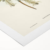 Romanticism Art - Red-Capped Parakeet - Classic Ornithological Print