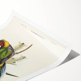 Romanticism Art - Red-Capped Parakeet - Classic Ornithological Print