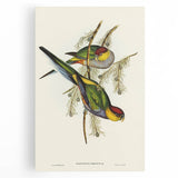 Romanticism Art - Red-Capped Parakeet - Classic Ornithological Print
