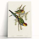 Romanticism Art - Red-Capped Parakeet - Classic Ornithological Print