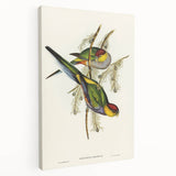 Romanticism Art - Red-Capped Parakeet - Classic Ornithological Print