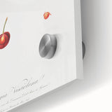 Romanticism Art - Cherry Botanical Illustration - Classic Fruit Print