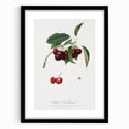Romanticism Art - Cherry Botanical Illustration - Classic Fruit Print