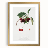 Romanticism Art - Cherry Botanical Illustration - Classic Fruit Print