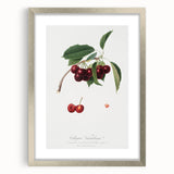 Romanticism Art - Cherry Botanical Illustration - Classic Fruit Print