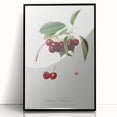 Romanticism Art - Cherry Botanical Illustration - Classic Fruit Print