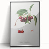 Romanticism Art - Cherry Botanical Illustration - Classic Fruit Print