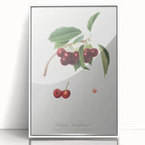 Romanticism Art - Cherry Botanical Illustration - Classic Fruit Print