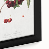 Romanticism Art - Cherry Botanical Illustration - Classic Fruit Print