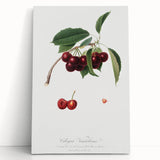 Romanticism Art - Cherry Botanical Illustration - Classic Fruit Print