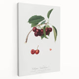 Romanticism Art - Cherry Botanical Illustration - Classic Fruit Print