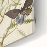 Realism Art Prints - Exotic Butterflies on Blooming Bush Botanical Art