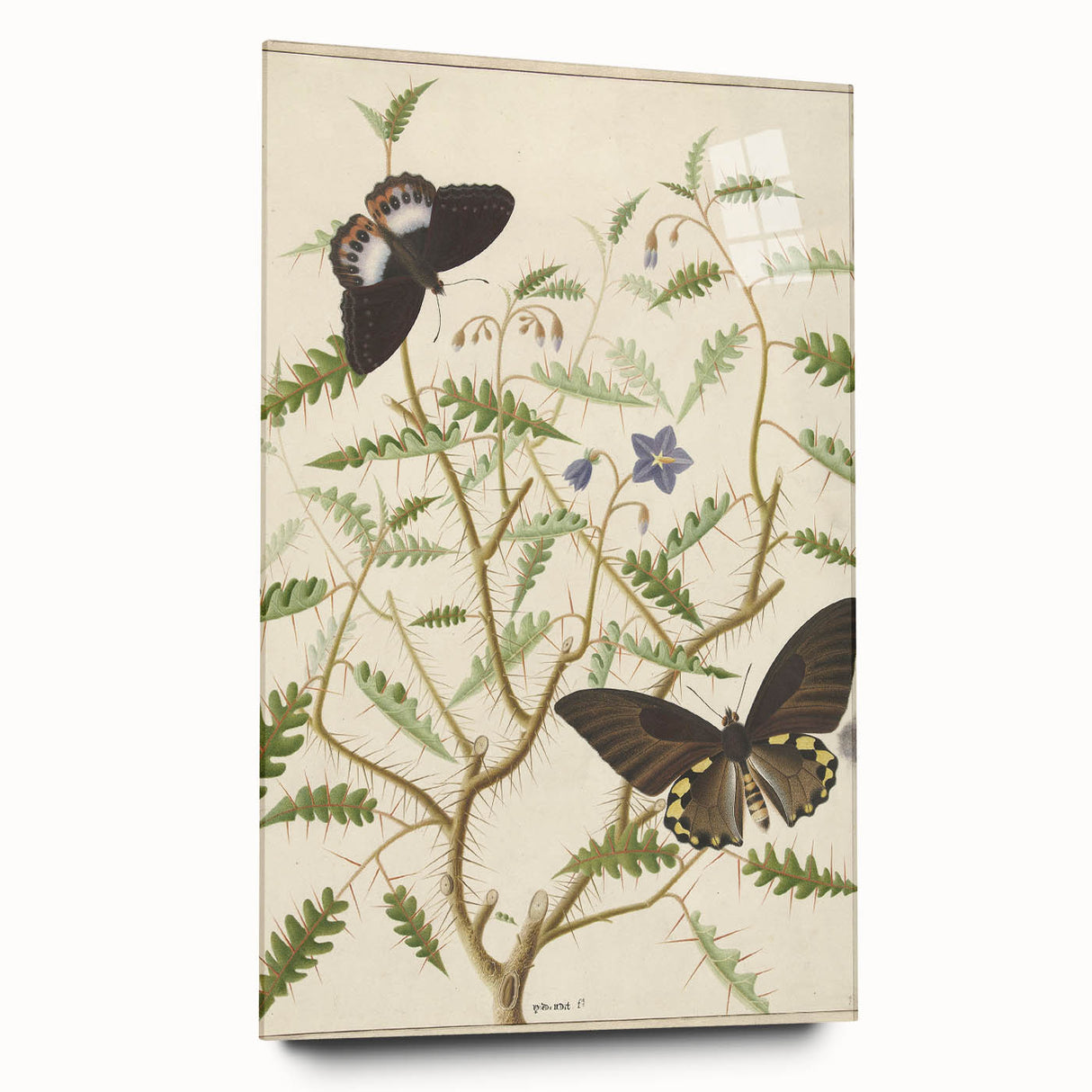Realism Art Prints - Exotic Butterflies on Blooming Bush Botanical Art