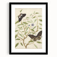 Realism Art Prints - Exotic Butterflies on Blooming Bush Botanical Art
