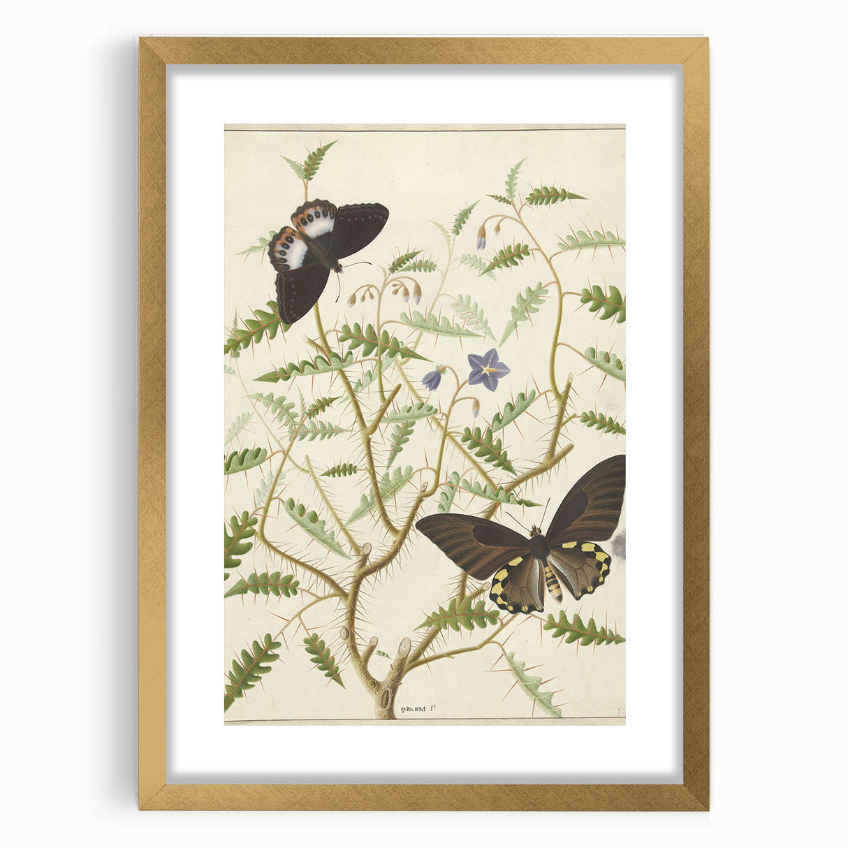 Realism Art Prints - Exotic Butterflies on Blooming Bush Botanical Art