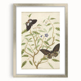 Realism Art Prints - Exotic Butterflies on Blooming Bush Botanical Art