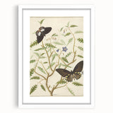 Realism Art Prints - Exotic Butterflies on Blooming Bush Botanical Art