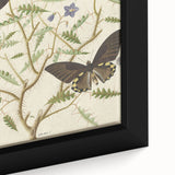 Realism Art Prints - Exotic Butterflies on Blooming Bush Botanical Art