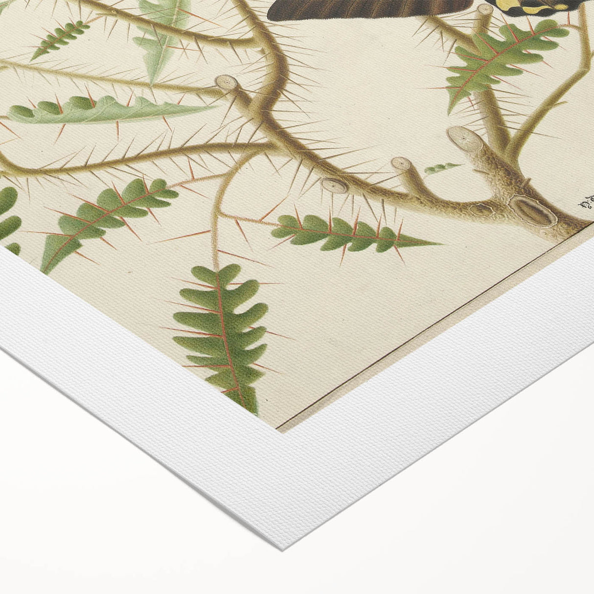 Realism Art Prints - Exotic Butterflies on Blooming Bush Botanical Art