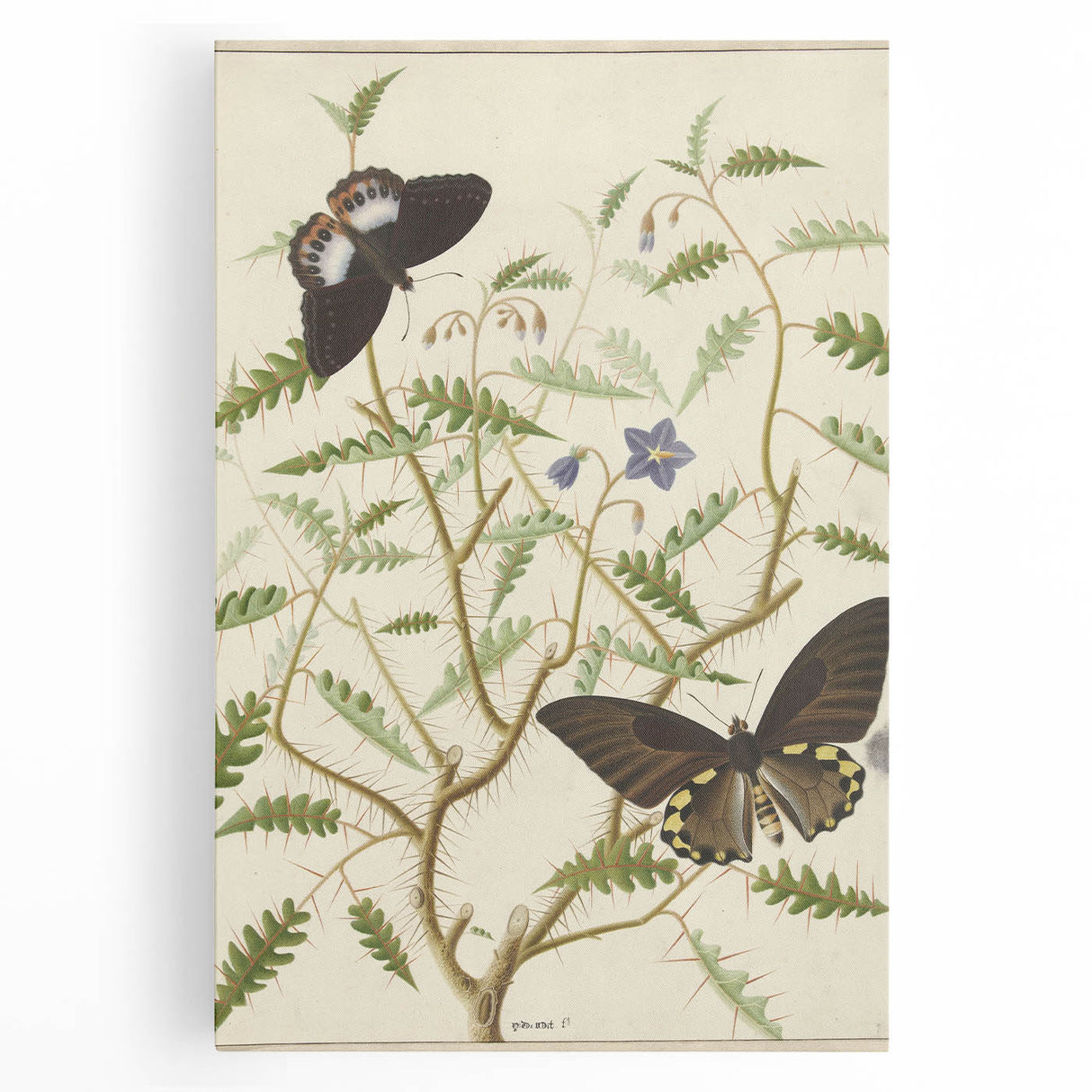 Realism Art Prints - Exotic Butterflies on Blooming Bush Botanical Art