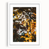 Abstract art print depicting autumnal trees in orange and red tones, framed in white, suitable for dining room decor.