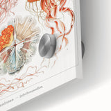 Intricate Jellyfish Modern Wall Art - Abstract Marine Art by Ernst Haeckel