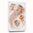 Intricate Jellyfish Modern Wall Art - Abstract Marine Art by Ernst Haeckel