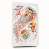 Intricate Jellyfish Modern Wall Art - Abstract Marine Art by Ernst Haeckel